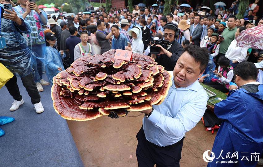 參加菌王選拔的靈芝菌。人民網(wǎng)記者 李發(fā)興攝