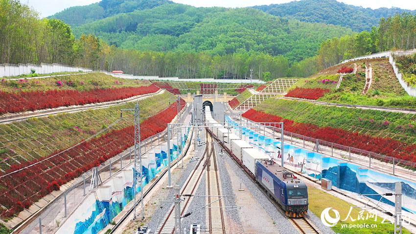 中老鐵路“瀾湄快線”國際貨物列車駛出跨境隧道友誼隧道。周濤攝