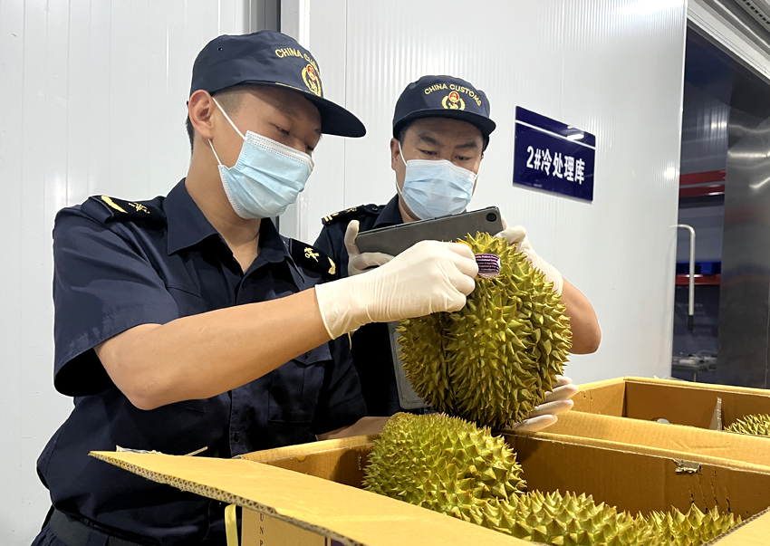  磨憨鐵路口岸綜合性指定監管場(chǎng)地水果查驗區內，海關(guān)關(guān)員正在查驗進(jìn)口榴蓮。勐臘海關(guān)供圖