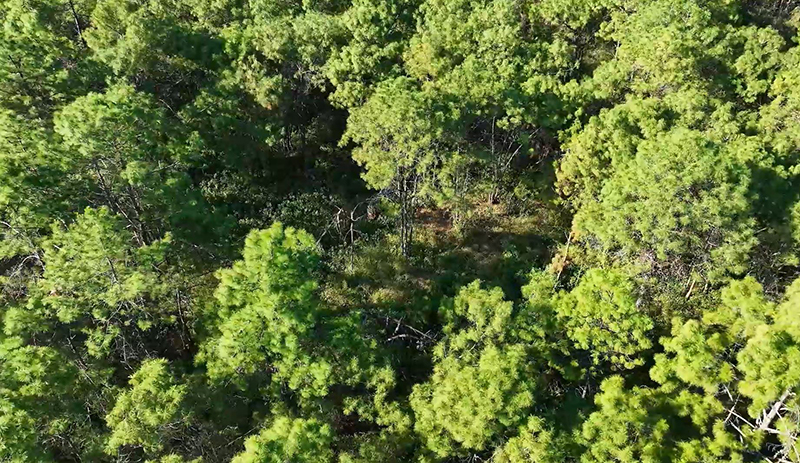 永仁縣山多林密，野生松露資源豐富。