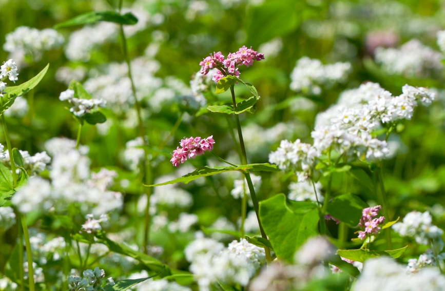 西盟米蕎花開(kāi)。艾嘎攝