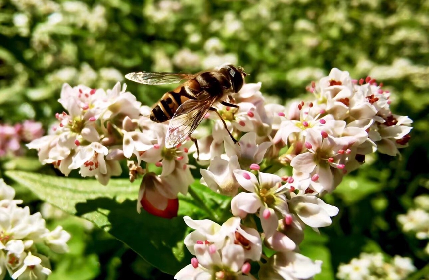 西盟米蕎花開(kāi)。艾嘎攝