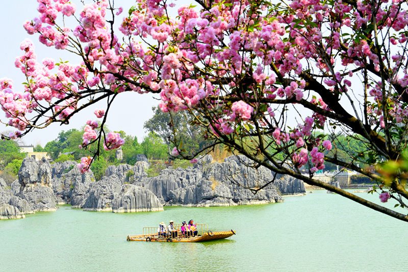 圖為石林風(fēng)景名勝區(qū)。石林風(fēng)景名勝區(qū)管理局供圖