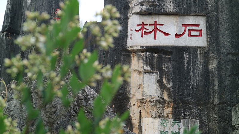 圖為石林風景名勝區(qū)。石林風景名勝區(qū)管理局供圖