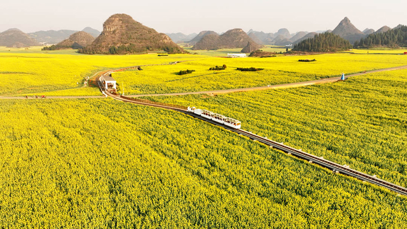 金雞峰叢景區(qū)廣袤的油菜花海 毛虹攝