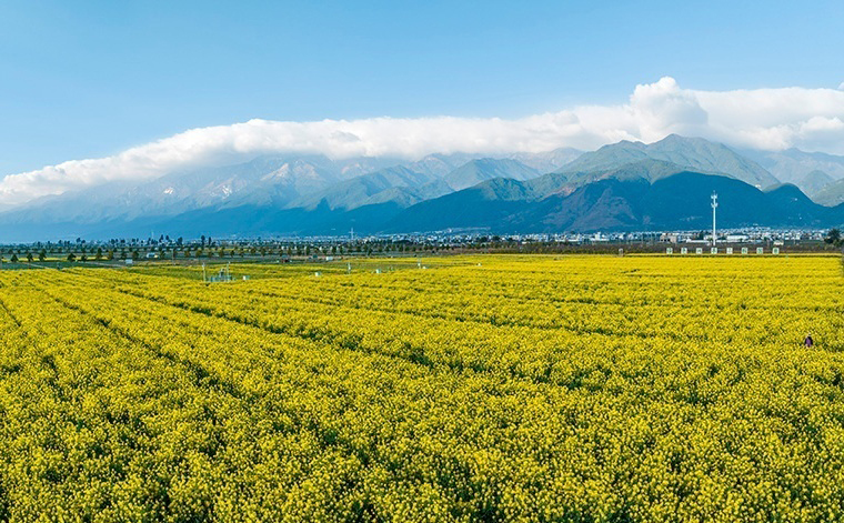 蒼山腳下油菜花開 王旭光攝