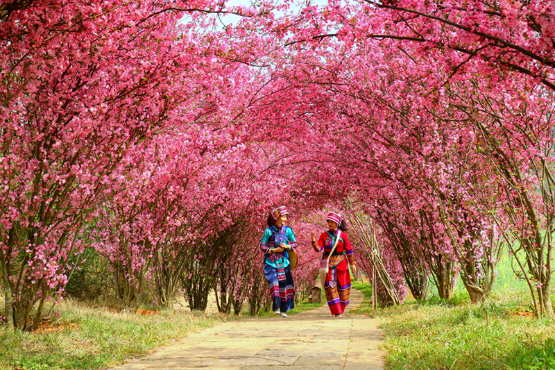 垂絲海棠芳菲綻放。石林風(fēng)景名勝區(qū)管理局供圖