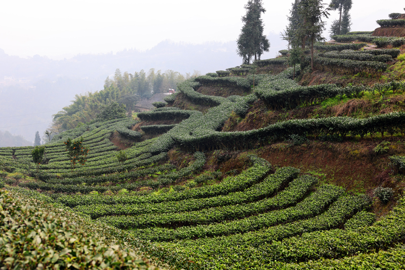 保寧村的山坡上種滿(mǎn)茶樹(shù)。受訪(fǎng)者供圖