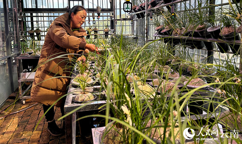 在家里樓頂的精品蘭花大棚中，木健玲照管著(zhù)蘭花。人民網(wǎng)記者 劉怡攝