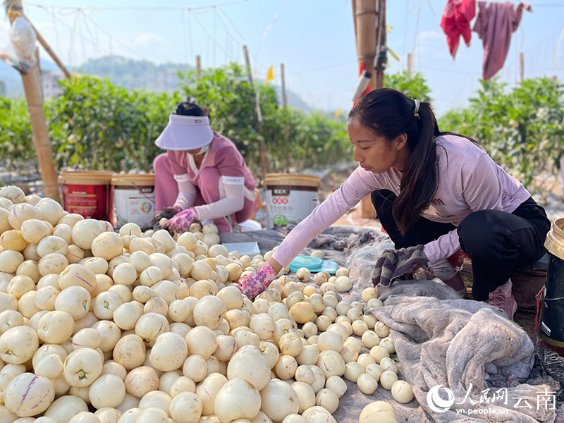 何麗（右）在地頭分揀人參果。人民網(wǎng)記者-程浩攝