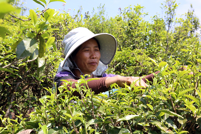 平地村茶農采摘茶葉。景東縣融媒體中心供圖.jpg