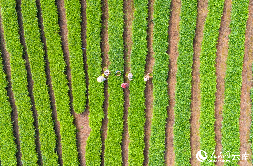 茶農(nóng)正在采摘茶葉。人民網(wǎng)記者 虎遵會攝