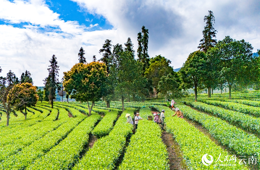 茶農正在采摘茶葉。人民網(wǎng)記者 虎遵會(huì )攝