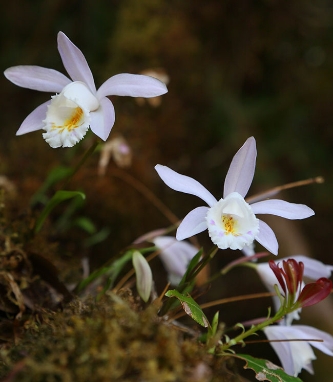 生長(zhǎng)在哀牢山的陳氏獨(dú)蒜蘭--云南無(wú)量山哀牢山國(guó)家級(jí)自然保護(hù)區(qū)景東管護(hù)局供圖