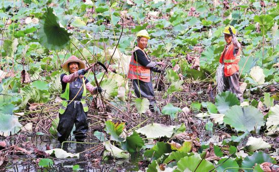 昆明翠湖公園湖塘清淤工人正在作業(yè)。